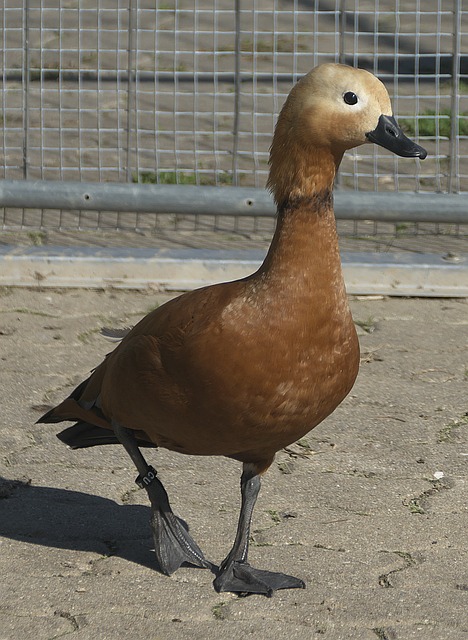 技场